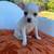 Frenchie and Chihuahua Puppies 10 thumbnail