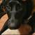 Rehoming black lab 2 thumbnail