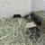 Skinny Pigs (Hairless Guinea Pigs) 17 thumbnail