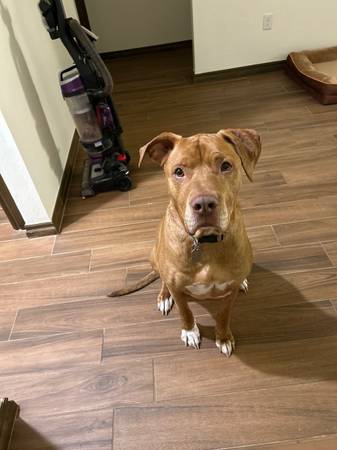 Rehoming male dog (Oklahoma City)63670608825217120