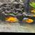African Cichlids, Red Zebras 1 thumbnail
