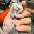 Persa cat 5 thumbnail