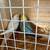 Bird 1 thumbnail