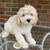 Poodle mix 4 thumbnail
