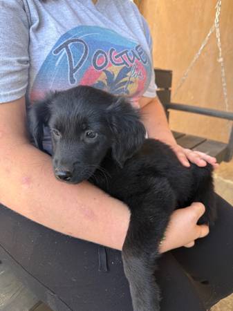 Golden Aussie puppies (Jonesborough)63693105015169121