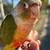 conure parrot for adoption + big cage+ food 499 5 thumbnail