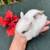 Dwarf Lionhead Christmas Baby Bunny Rabbits 5 thumbnail