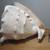 Large Seashell 2 thumbnail