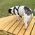 Dog Goat Backyard Play Equipment Ramp 16 thumbnail