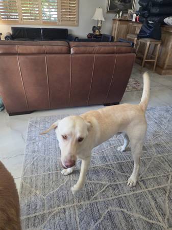 Barkley needs a forever home (El Cajon)63955992920195121