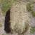Hay for Sale    Horse quality 2 thumbnail