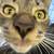 Porter Ranch/1000 Oaks Cat Adoption at Petco 1 thumbnail