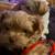 Morkies 3 thumbnail