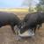 ANGUS BULL 2 thumbnail
