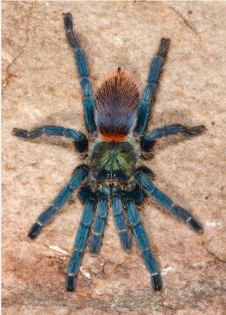 Brazilian beauty gbb dwarf (Salem)63688376486787120
