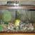 Fish tanks 1 thumbnail