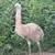 Friendly young Emus 7 thumbnail