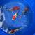 Imported Japanese Koi 2 thumbnail