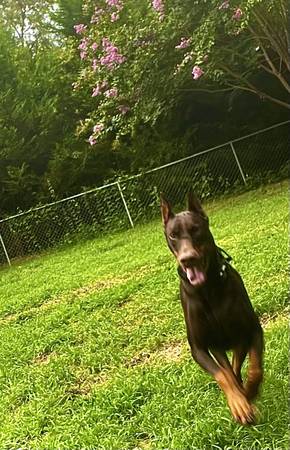 Brown Female Dobberman re-home63881505936515120