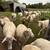 St. Croix Sheep 15 thumbnail