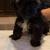 Shih Tzu 1 thumbnail