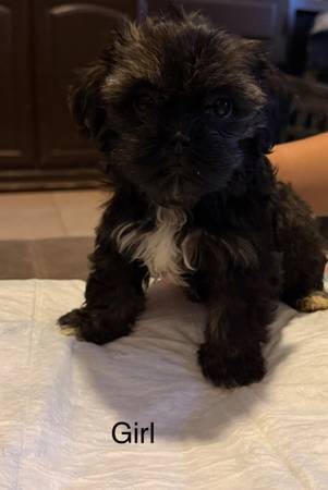 Shih Tzu 1