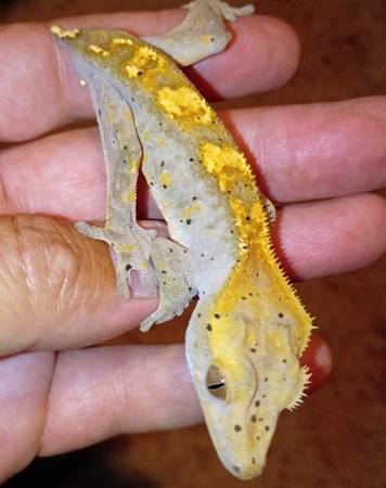 Crested gecko 1