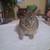 Netherland Dwarf rabbits 1 thumbnail