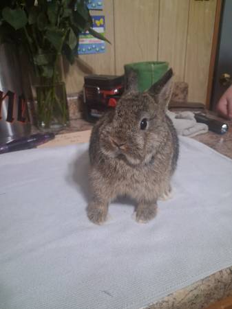 Netherland Dwarf rabbits 1