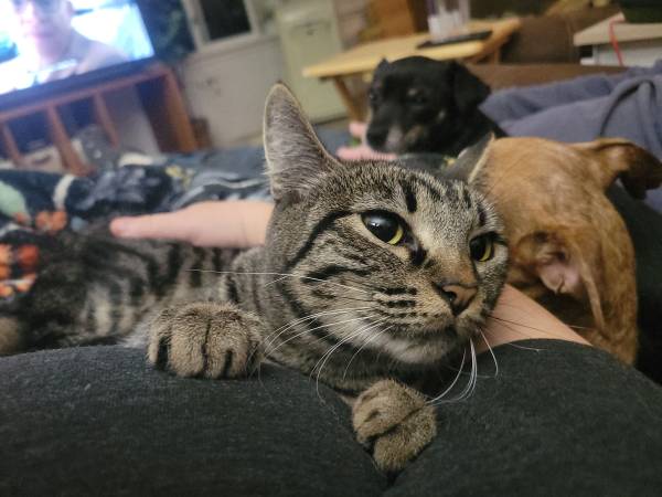 Gorgeous Cat Looking for Home (and kittens!) (Touchet)63922852545666121