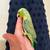 Parrotlet 150 cada uno 7 thumbnail