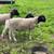 Dorper Ram lambs 3 left 5 thumbnail