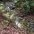Furnished Small Room WiFi,45acre Redwood Retreat,Cat ok,flexible lease 14 thumbnail