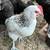 Easter Egger Cockerels 2 thumbnail