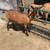 Oberhasli dairy goats gor sale 9 thumbnail