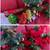 Christmas Decorations, Christmas Tree, Christmas Ornaments & Lights 11 thumbnail