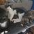 Kittens 4 thumbnail