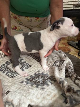 Puppies 1