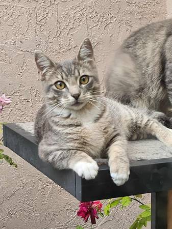 Kittens and guinea pigs (San Diego)64170247150211123