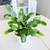 Thanksgiving Cactus, Christmas Cactus. Schlumbergera Truncata 1 thumbnail
