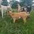 Registerable Dwarf Nigerian Goats 5 thumbnail