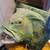 Goliath Grouper Head Mount 1 thumbnail