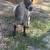 Female goat 3 thumbnail