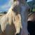 8 year old grade paint mare 13 thumbnail