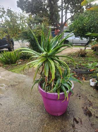 Aloe arborescens 1