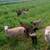 Grassfed Hair Sheep Feeder Lambs 3 thumbnail