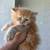 Persians cats 1 thumbnail