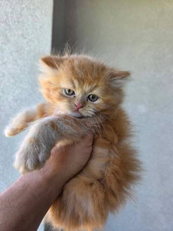 Persians cats 1