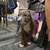 Xl blue nose puppy 1 thumbnail