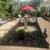 🌿✨ General Landscaping & Garden Cleaning – Tino's Landscape & Garden 3 thumbnail